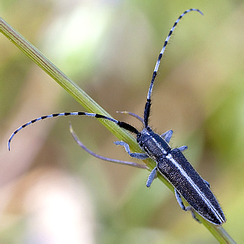 Agapanthia cardui