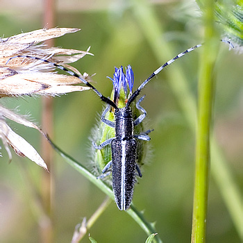 Agapanthia cardui