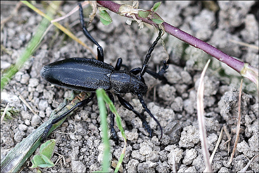 Dorcadion (Carinatodorcadion) carinatum carinatum (Pallas, 1771)