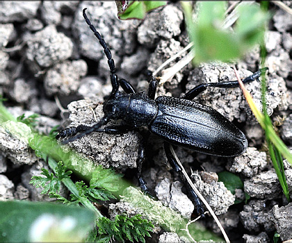 Dorcadion (Carinatodorcadion) carinatum carinatum (Pallas, 1771)