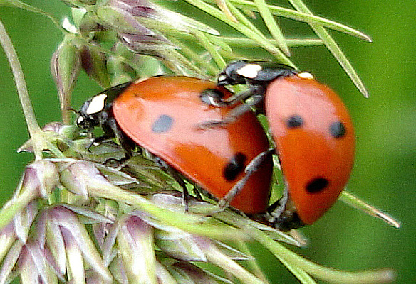 Coccinella septempunctata