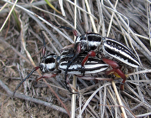 Dorcadion glicyrrhizae fedorenkoi Danilevsky, 2001