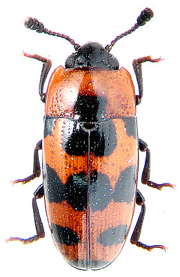 Episcaphula (E.) australis (Boisduval, 1835)