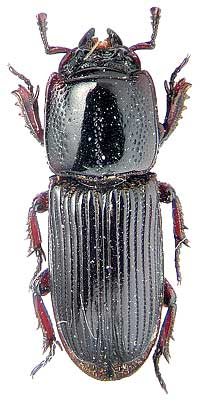 Figulus sp. (Lucanidae)