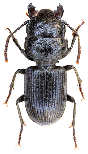 Dixus obscurus (Dejean, 1825)