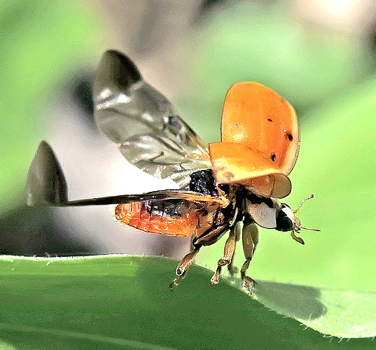 Harmonia axyridis (Pallas, 1773)</b> - det. T. Mogilevich, 2016