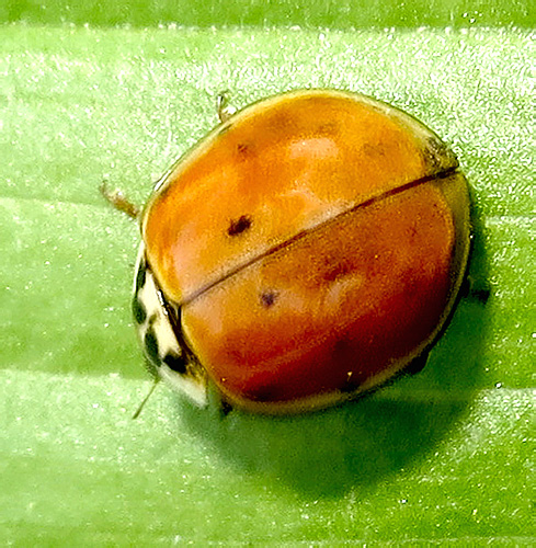 Harmonia axyridis (Pallas, 1773)</b> - det. T. Mogilevich, 2016