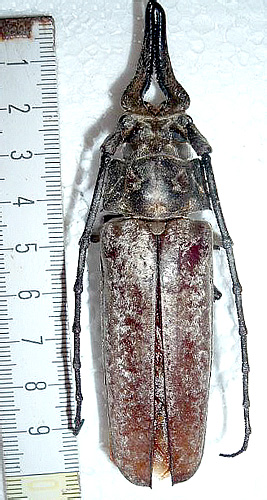 Callipogon sericeus