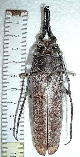 Callipogon sericeus