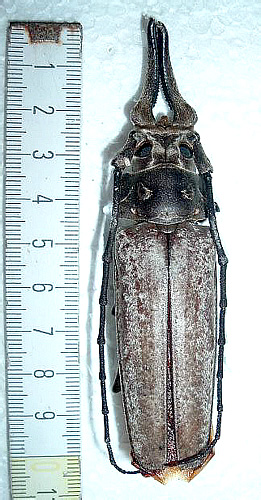 Callipogon sericeus