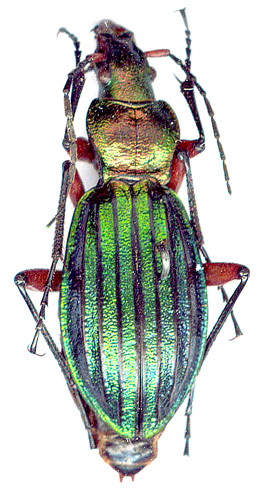 Carabus auronitens escheri, female