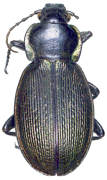 Carabus (Morphocarabus) gebleri gebleri Obydov, 1999