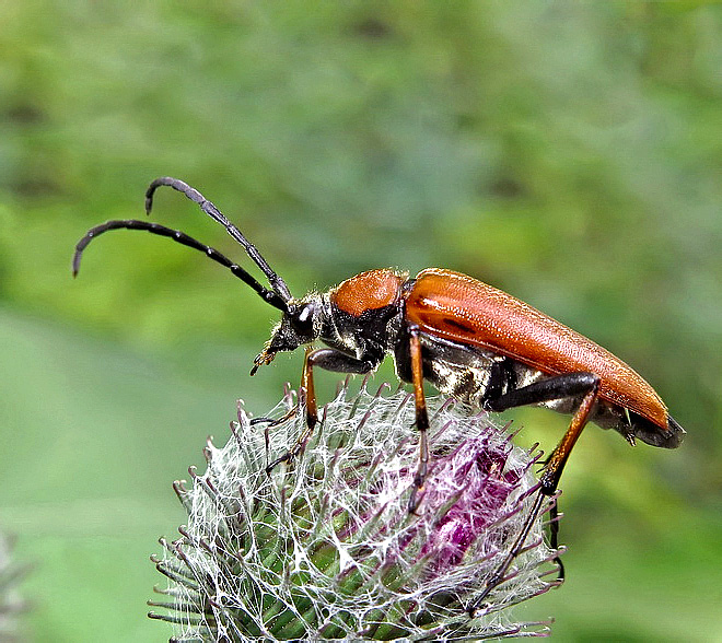 Stictoleptura (Aredolpona) dichroa (Blanchard, 1871)</b> - det. M. Danilevsky