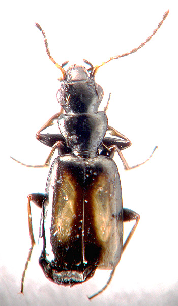 Microlestes plagiatus ((Duft., 1812)