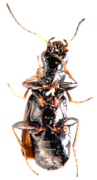 Microlestes plagiatus ((Duft., 1812)