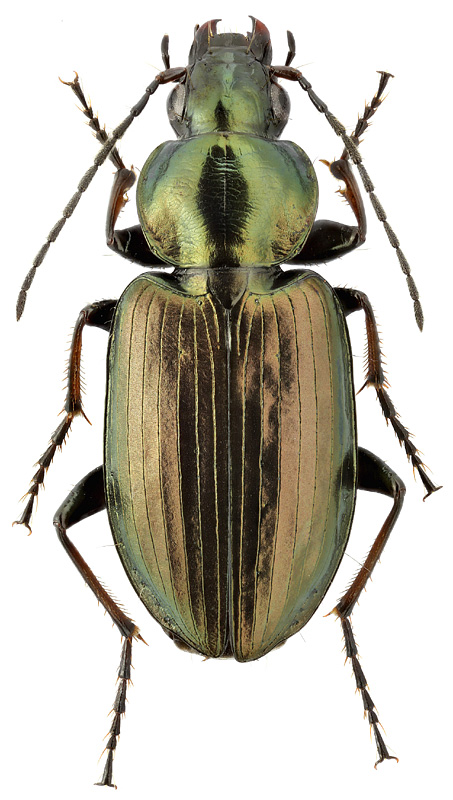 Agonum muelleri (Hbst.)