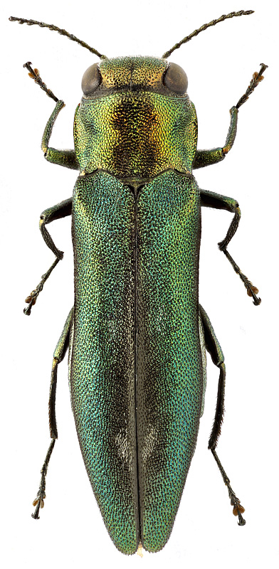 Agrilus peregrinus Ksw.