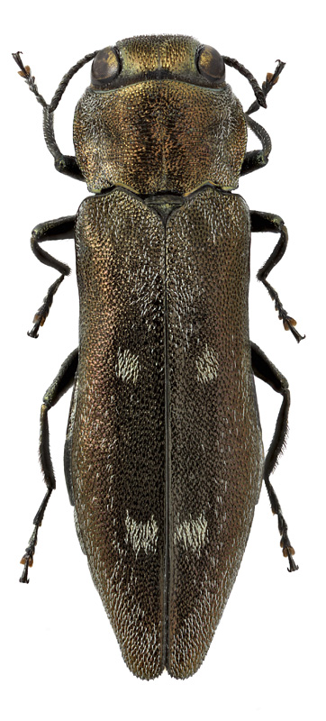 Agrilus quadrisignatus Mars.