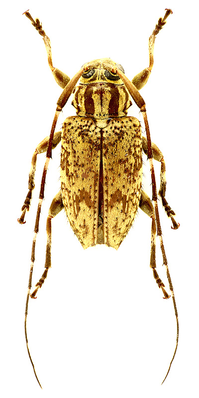 Alcidion dominicum (Fisher, 1926)</b> - det. M. Smirnov