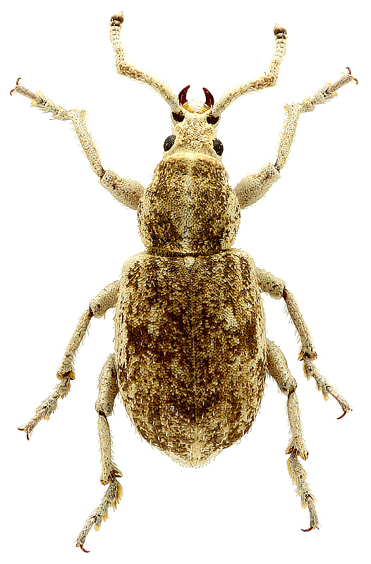 Amesostylus amudarjensis L.Arnoldi, 1960