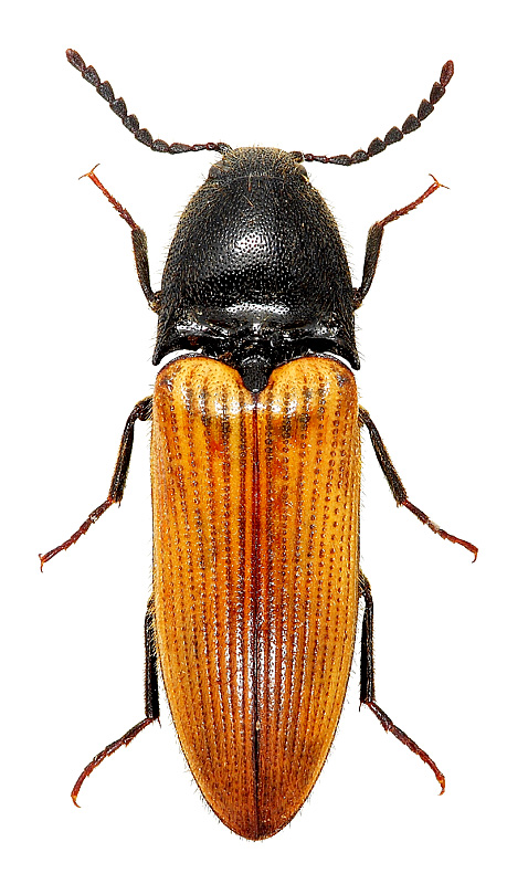 Ampedus sp.