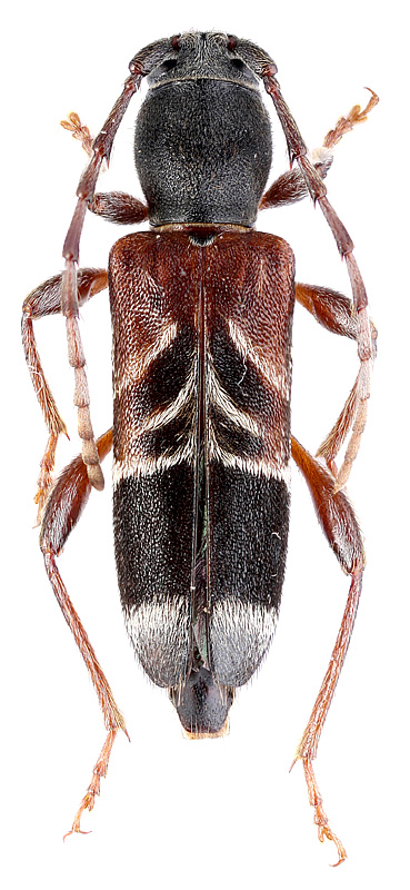 Anaglyptus danilevskyi Miroshnikov, 2000