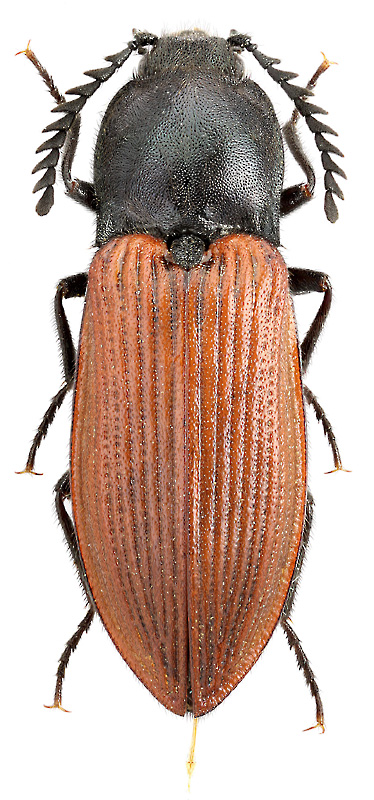 Anostirus turkestanicus (Stepanov)