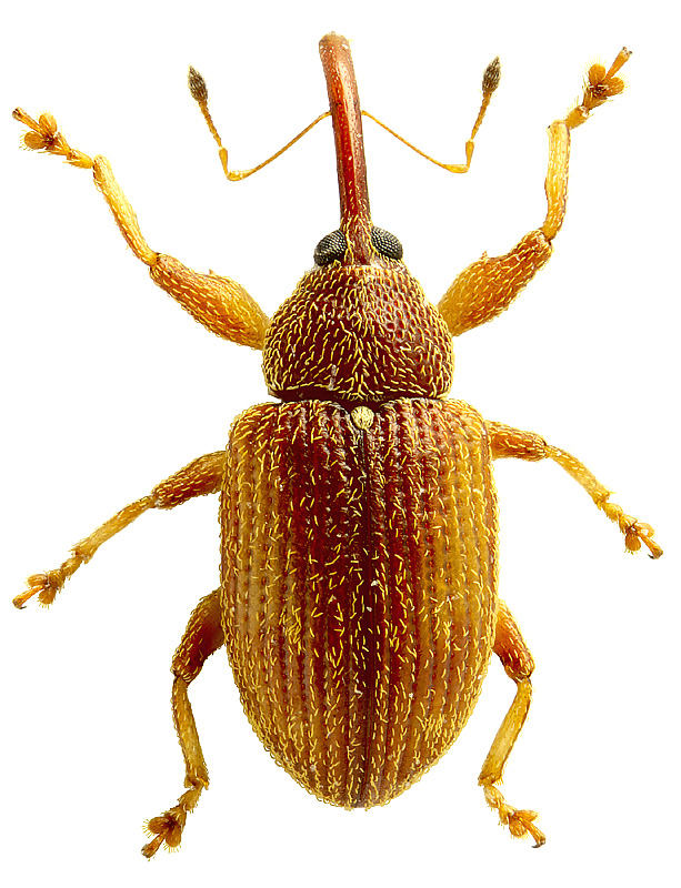 Anthonomus sp.