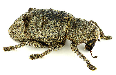 Aphanonyx sp.