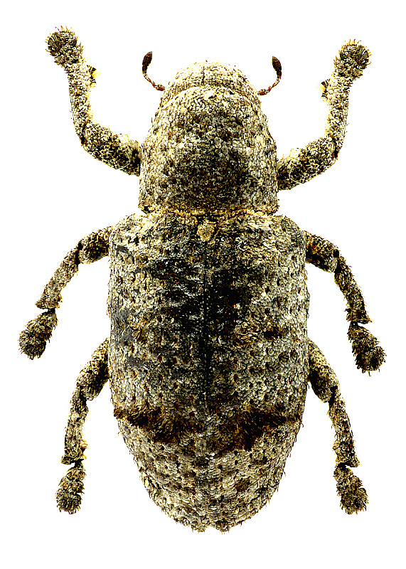 Aphanonyx sp.
