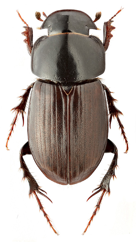 Aphodius planicollis Rtt.