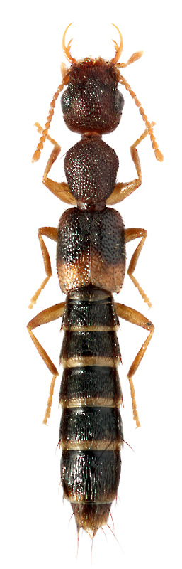 Astenus pulchellus (Heer)