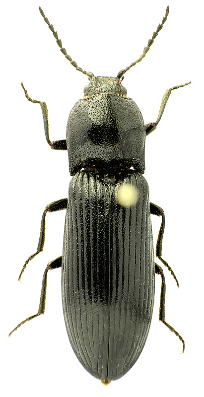 Athous (Euplathous) proximus Hampe, 1864</b> - det. A.S. Prosvirov