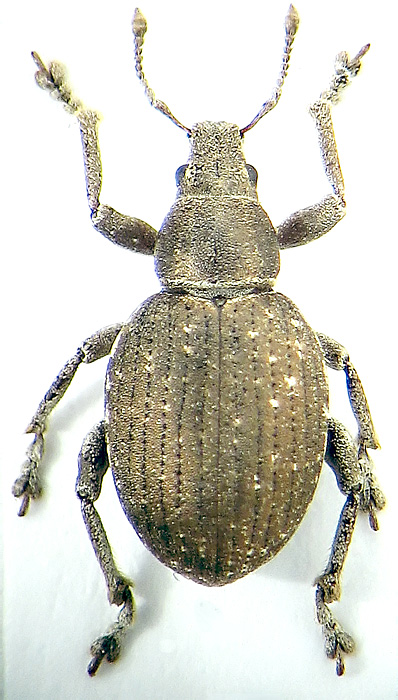 Attactagenus albinus (Boheman, 1833)