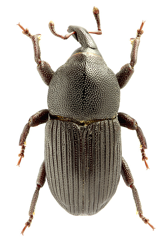 Baris sulcata (Boheman, 1836)</b> - det. .. 