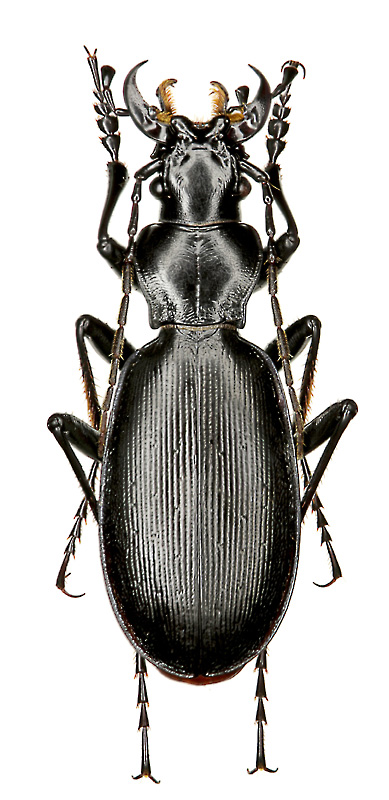 Carabus (Microtribax) fausti C.Dohrn, 1873.