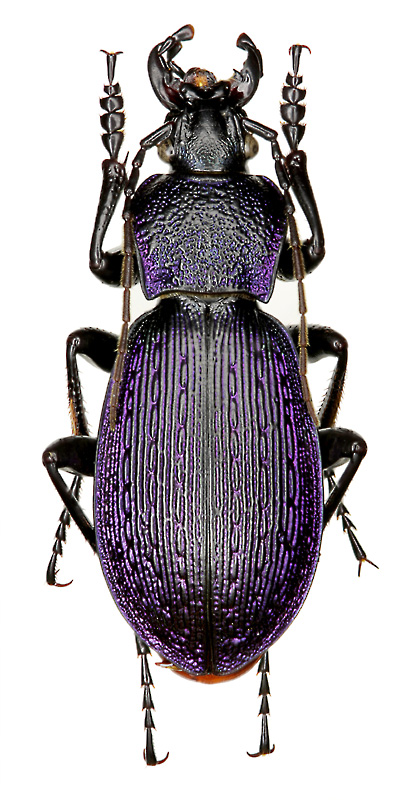 Carabus (Sphodristocarabus) adamsi hollbergi Mnnh., 1827