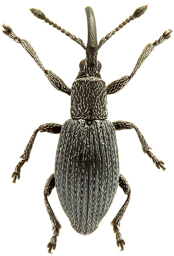 Ceratapion (Echinostroma) penetrans (Germar, 1817)</b> - det. .. 