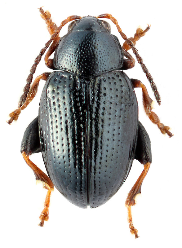 Chaetocnema concinna Marsham