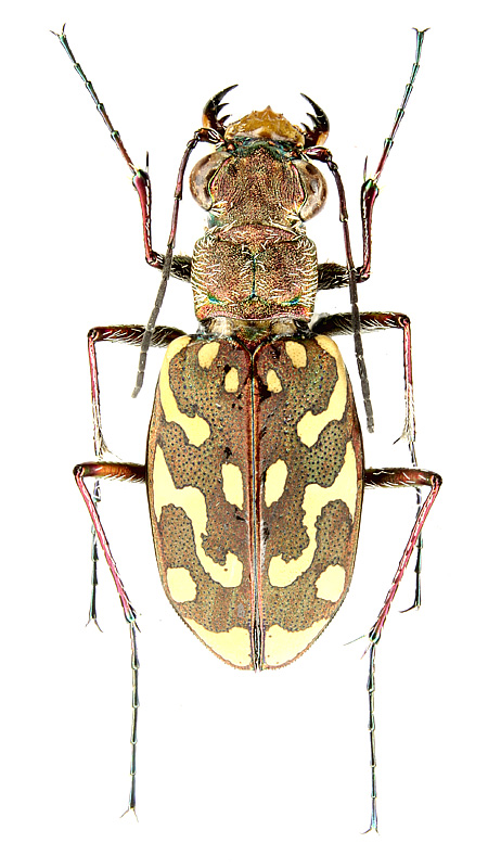 Cicindela flexuosa Fabricius, 1787