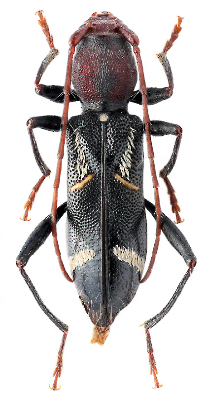 Cleroclytus banghaasi (Rtt.)