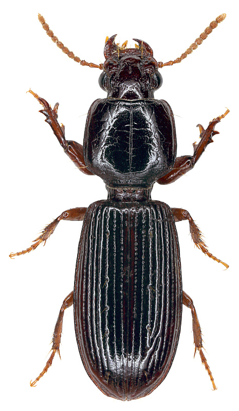 Clivina fossor (Linnaeus, 1758)
