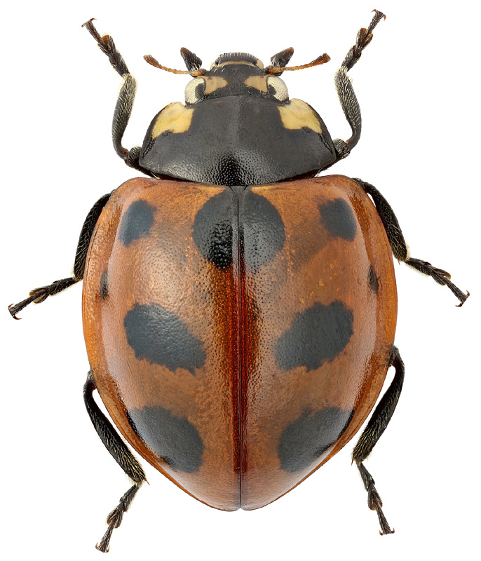 Coccinella explanata Miyatake