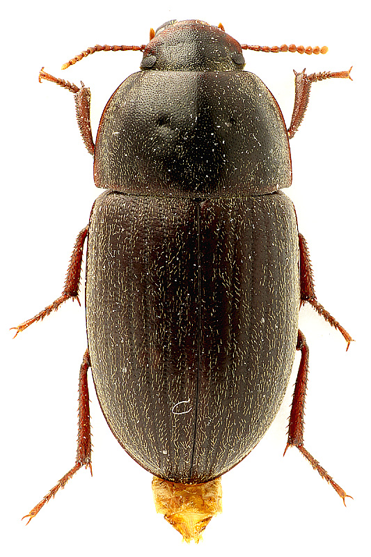 Crypticus (s. str.) gibbulus (Quensel, 1806)
