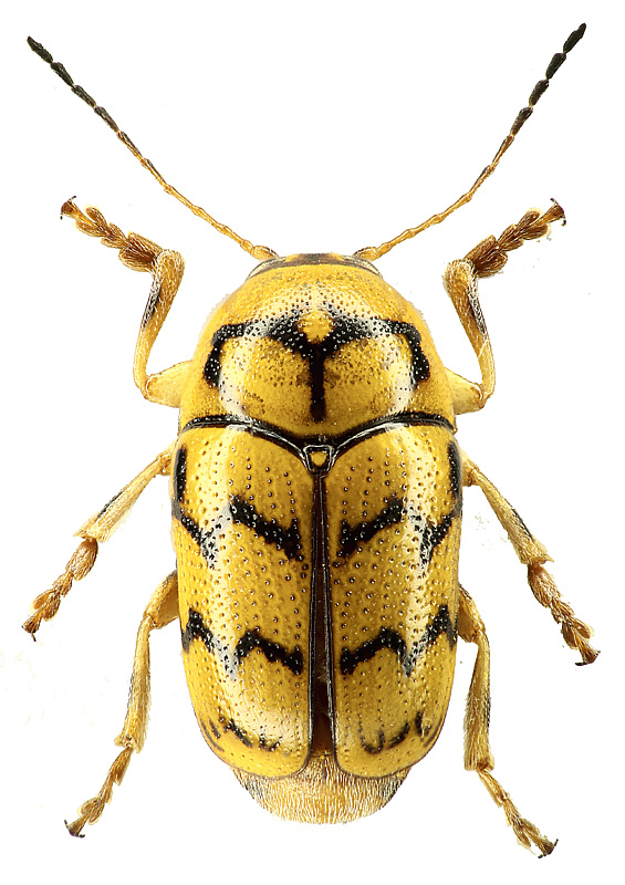 Cryptocephalus phaleratus Tappes, 1871
