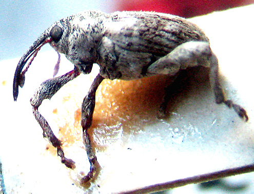 Curculio albisquama Ter-Minassian, 1956