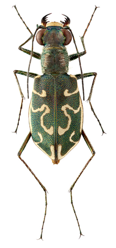 Cylindera litterifera (Chaud., 1842)