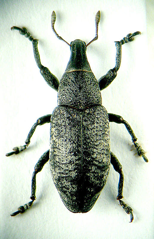 Cyphocleonus trisulcatus (Herbst, 1795)