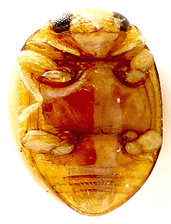 Delphastus pallidus (LeConte, 1878)</b> - det. I. Zabaluev