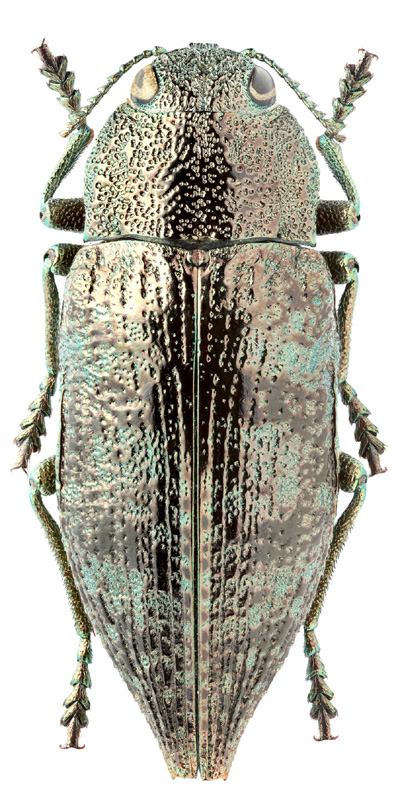Dicerca aenea (L., 1761)